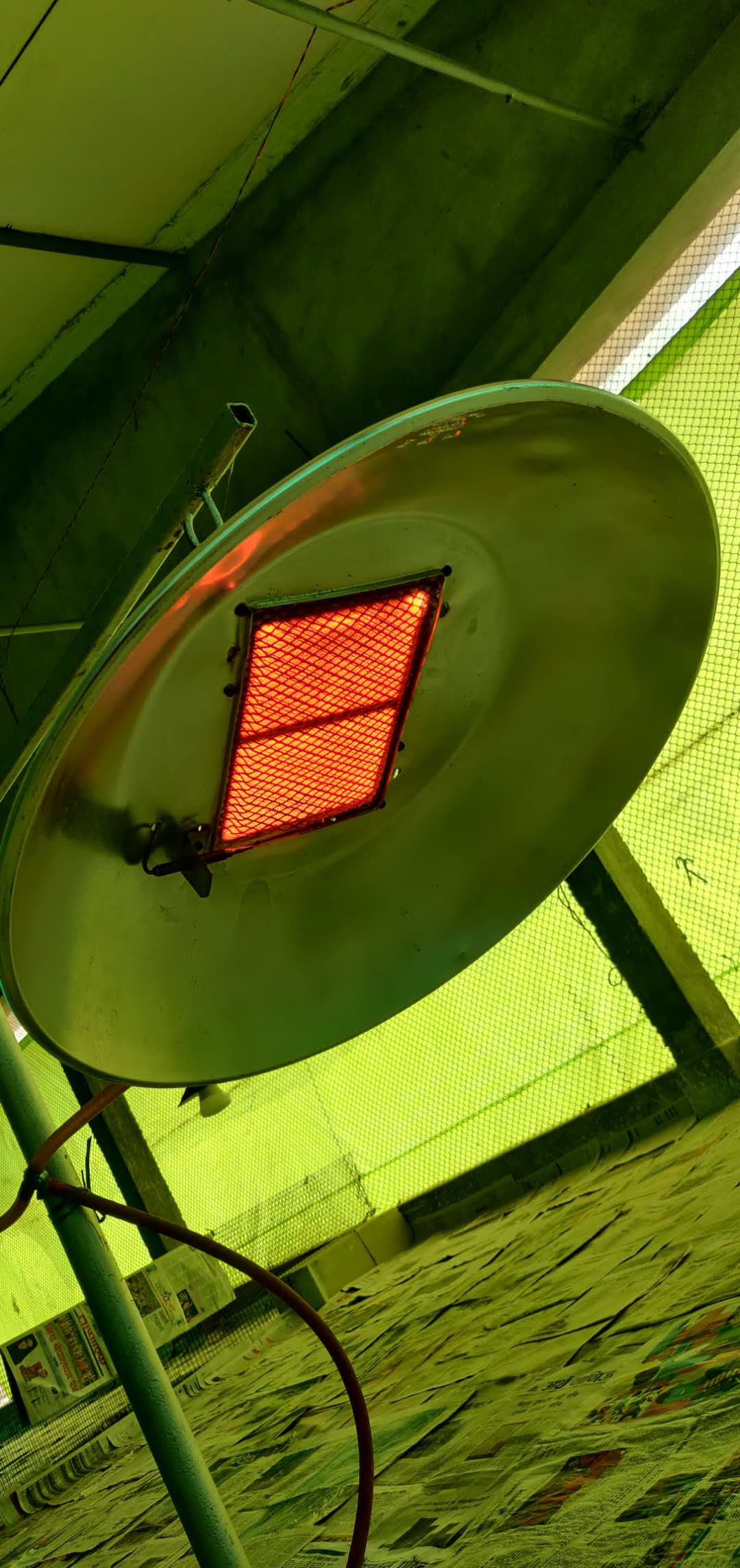 Energy Saving Poultry Brooder Heater LPG NG Biogas Gas Poultry Brooder Equipment