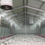 Q235B Galvanized Steel Structure Poultry House Bolts Connection Steel Chicken