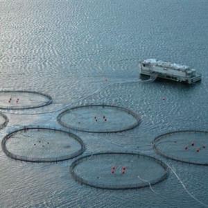 Quality Black Aquaculture Net Advanced R&amp;D Corrosion Resistance Tear Resistance wholesale