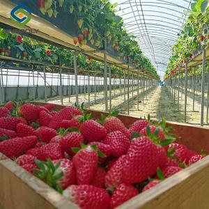 Quality OEM Steel Frame Fruit And Vegetable Greenhouse For Strawberries wholesale