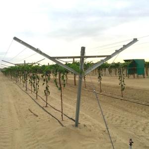 Quality Agriculture Plantation Y Shaped Trellis Posts , Durable Wine Grape Trellis Systems wholesale