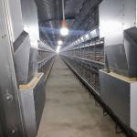 40000 Birds Baby Chick Cage