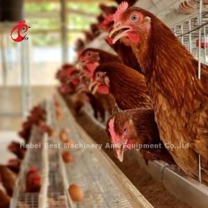 Quality Automatic Poultry Layer Broiler Farming Cage System With Drinking And Feeding Equipment Adela wholesale