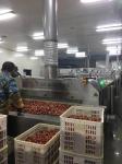 DJL Food Vegetable Cooling Conveyor Freezing Machines Factory Price Commercial