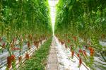 IP67 660nm 100W Quantum Board Led Grow Lights ETL