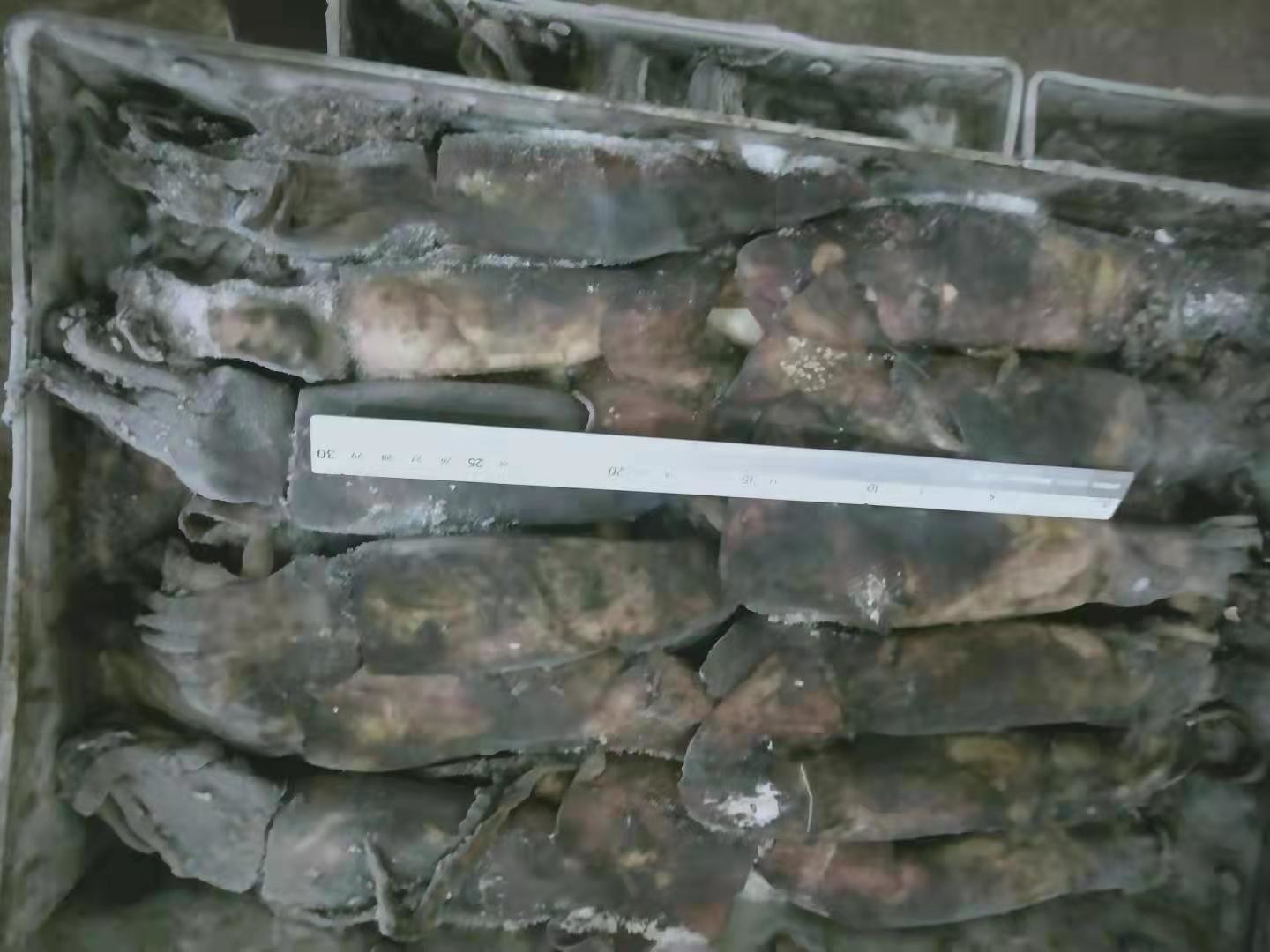 150+G BQF Frozen Black Squid ISO2200 / HACCP Standard