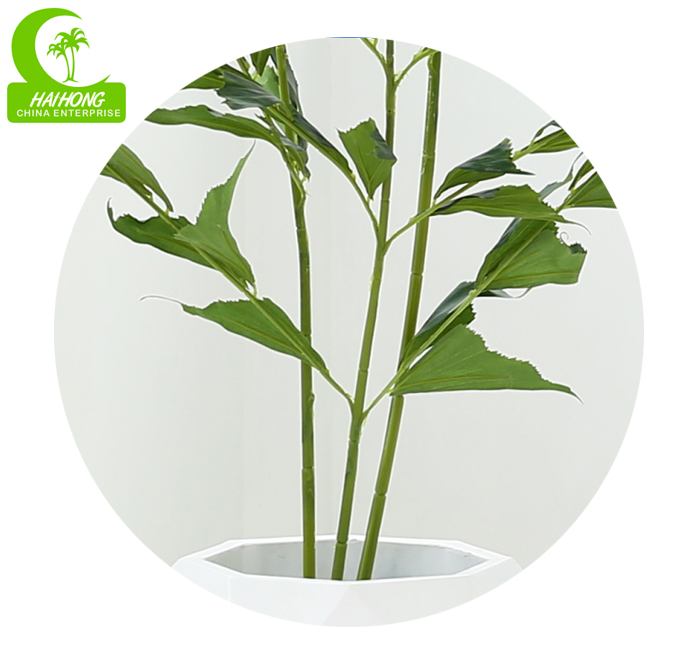 Fish Tail Palm X 3