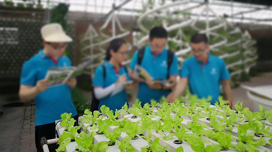 Juxiang Hydroponic Farm Film Greenhouse