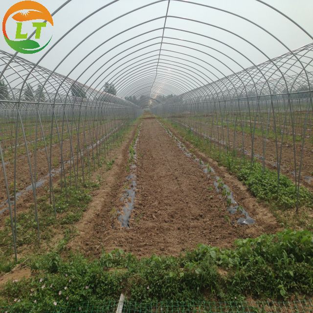 High Land Utilization Single-Span Greenhouse by LiTai Super Strong Resistance Guaranteed