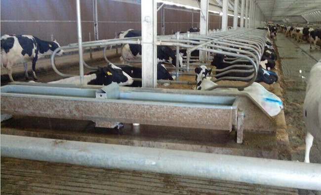 Customized Stable Cattle Farm 1.5mm SS Cow Drinking Trough