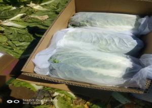 Quality Good Taste Organic White Cabbage No Pesticide Residue GAP Approved wholesale
