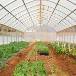 Galvanized Steel Frame Single Span Greenhouse Plastic Film Covering 8*30m
