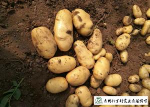 Quality Delicious Fresh Potato Can Used As A Vegetable Or As A Staple Food wholesale