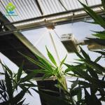 Light Deprivation Automatic Blackout Greenhouse For Cannabis Growing