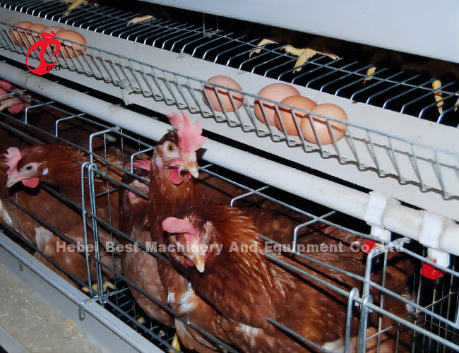 3 Tier Poultry Farming Cage System With 2.8-3.5mm Cage Wire - Easy To Install Mia