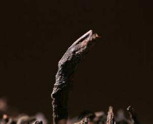 Quality Anti - Oxidation Anhua Black Tea Brick 1000g , Cloth Bag Anhua Black Tea wholesale