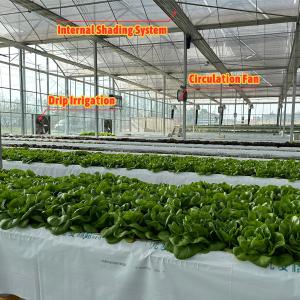 Quality Vegetable Production Agricultural Seeds Strawberry Greenhouses Multi Tunnel wholesale