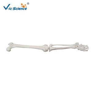Quality Upper Extremity Anatomical Skeleton Model VIC-121 Medical Skeleton Model wholesale