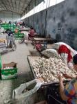 China fresh garlic export to Brazil by Pioneer Garlic Group
