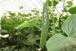 High Output Ratio Single Tunnel Greenhouse With Loading Ventilation Heating