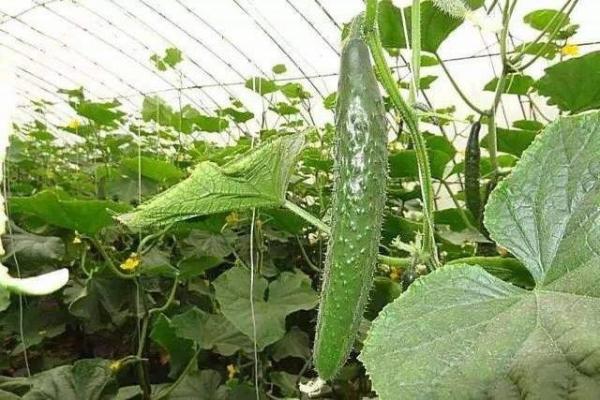 High Output Ratio Single Tunnel Greenhouse With Loading Ventilation Heating