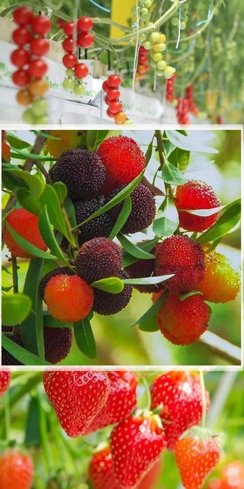 Anti-Drip Fogging Film Greenhouse for Vegetable Farming