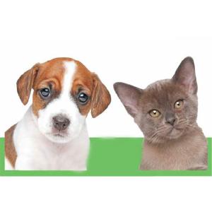 Quality Daily Cleansing Pet Wet Wipes for Dogs and Cats with Good Quality wholesale