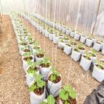 Plastic Seedling Planting Bags With Holes Emergency Clinics Apparatuses