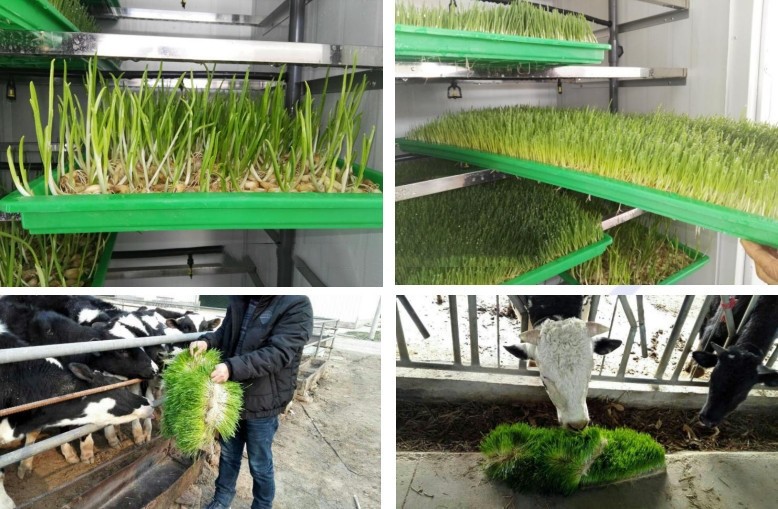 Poultry Feed Hydroponic Fodder Machine Maize Corn Fodder Growing Systems