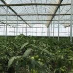 Double Layer Anti Insect Net for Agriculture Greenhouses Cover Plastic Film