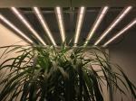 Samsung LM301B Strip mix Orsam 660nm UV LED Grow Lights and Meanwell Driver