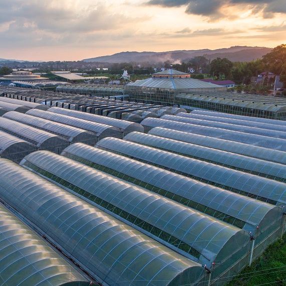 Customization Snow Vibrator Greenhouse for Tomato Planting
