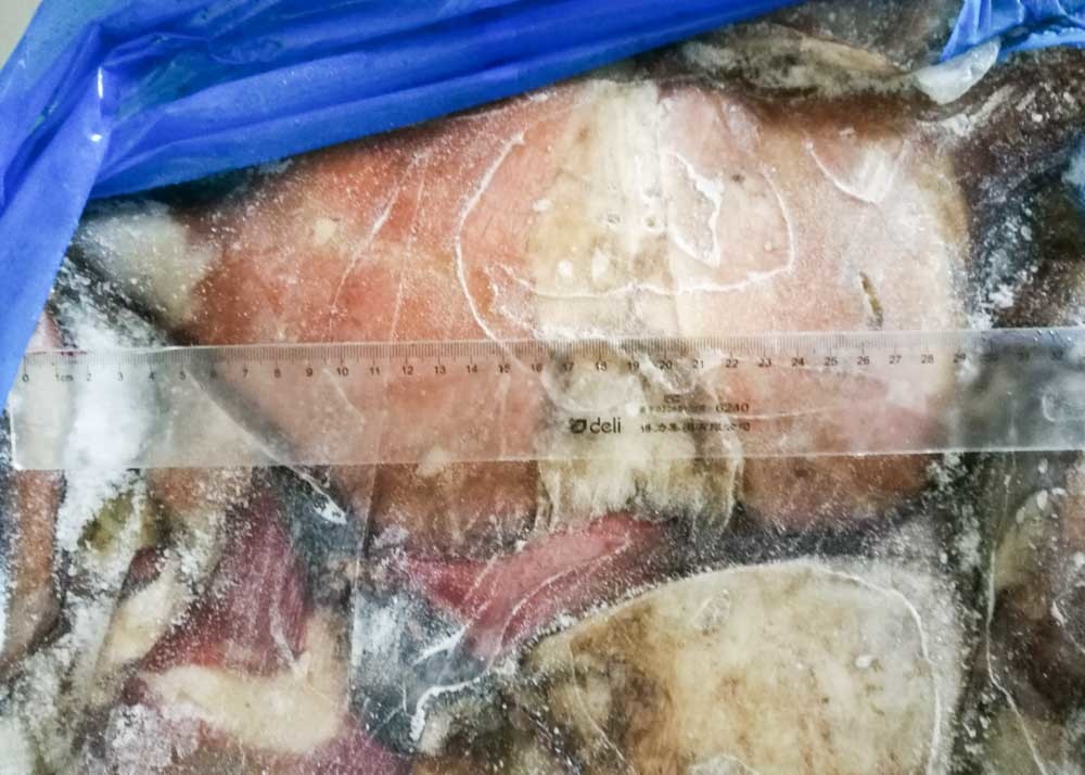 BQF Equator Squid Fin Huge Big Size 300g Below Size Block Shape