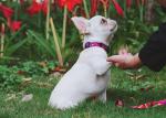 3m 5m Dog Lead