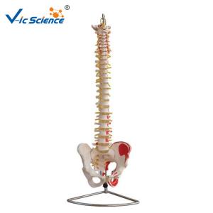 Quality Life Size 9kgs 80x32x39cm Anatomical Skeleton Model wholesale