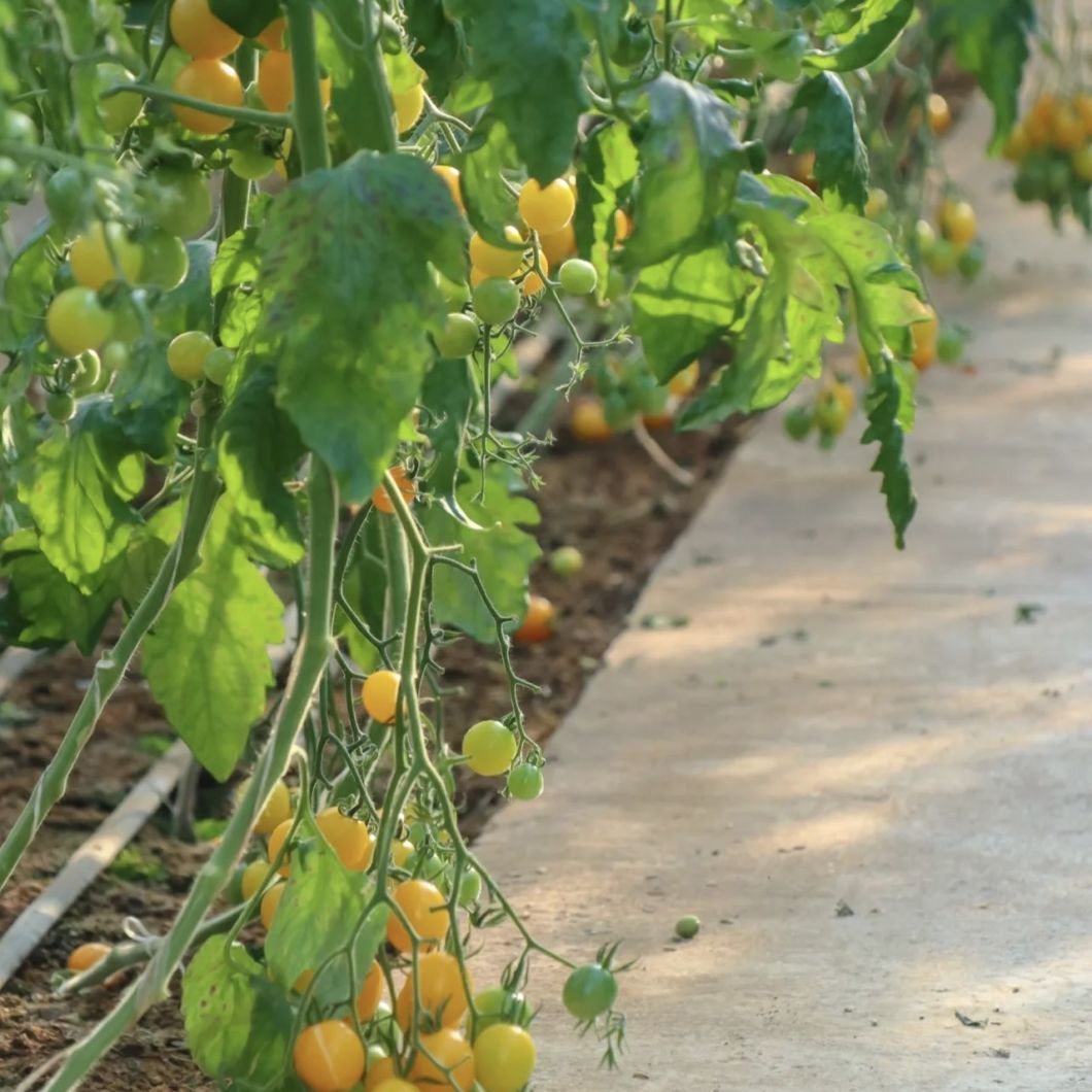 Hydroponics Flower Planting Vegetable Production Sunlight Greenhouse