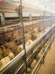 Chicken Poultry Cage H Type Layer Chicken Cage Automatic Feeding System