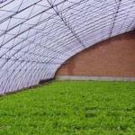 Arched Roof Greenhouse The Ultimate Sunlight Solution for Tomato and Cucumber