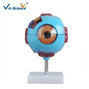 Quality Medical Science Human Anatomy Model Giant Eye Model 53x39x55cm wholesale