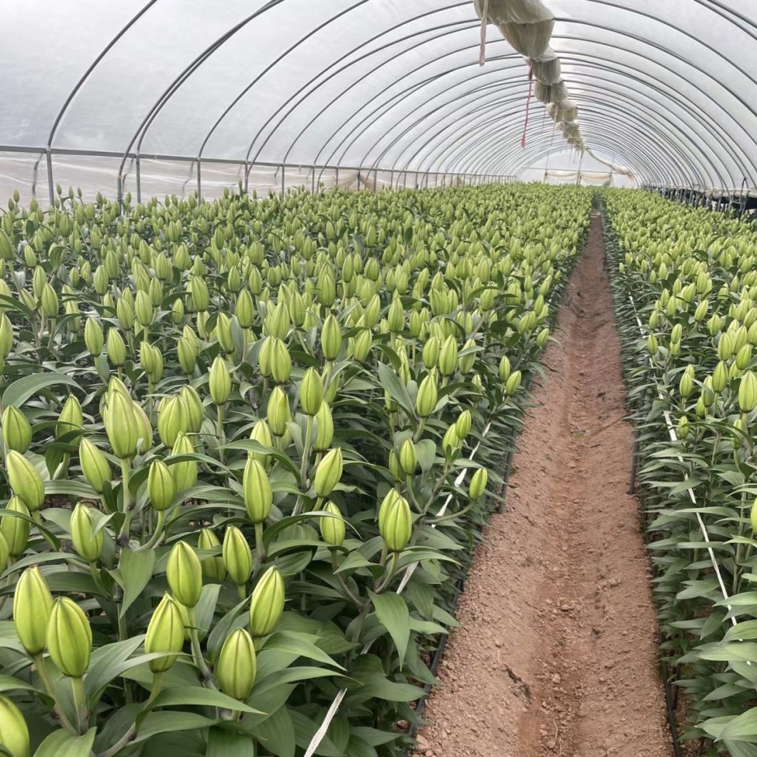 Agriculture Tunnel Greenhouse Kit