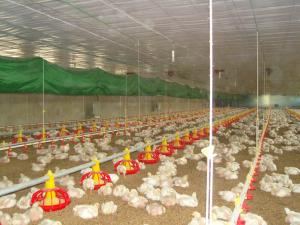 Quality poultry stockline wholesale