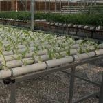 Soilless Culture Film Greenhouse Design for Vegetables and Temporary Heating