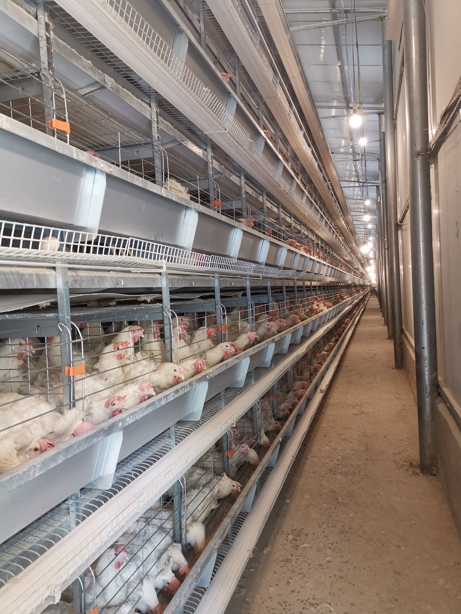 Stacked Hot-dip Galvanized Chicken Cages For Layers Improve Feeding Density And Boost Productivity.