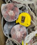Palatable Whole Round 250g up Frozen Yellowfin Tuna tail -60℃ For canned