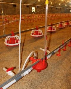 Quality Example risk assessment for poultry farm: case study wholesale