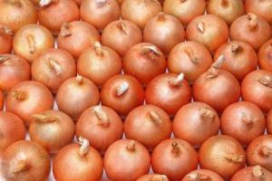 Quality Restaurant Aging Resistance Natural Fresh Onion wholesale