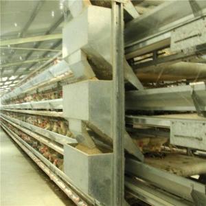 Quality Automatic Poultry Farm Feeder And Drinker , Steel Chicken Raising Equipment wholesale