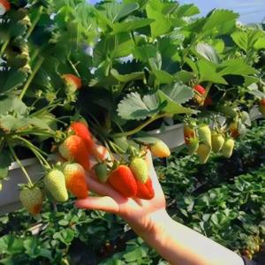 Quality US Currency JX-A0023 Multi-Span Film Greenhouse for Planting Tomota Cucumber Lettuce wholesale