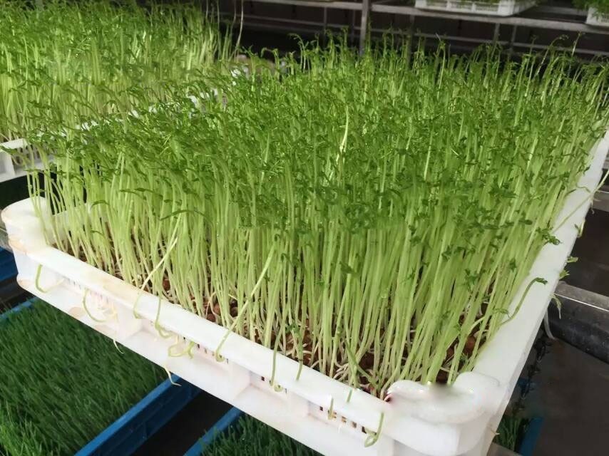 220V 50hz Mung Bean Sprout Machine Hydroponic Automated Fodder System