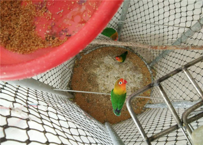 Knotted Stainless Steel Aviary Mesh High Safety Good Fire Prevention Properties